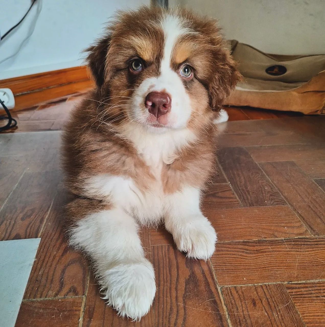 mimi