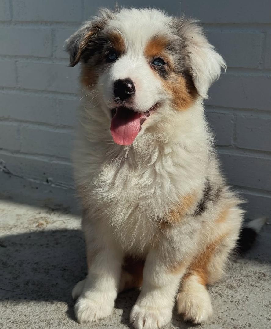 theo